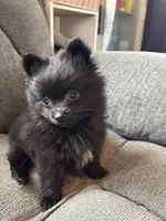 Patrick, a male Pomeranian for sale in Chehalis, WA – 1 of 1