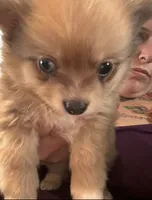 Koda, a male Chihuahua and Pomeranian for sale in Chehalis, WA – 4 of 4