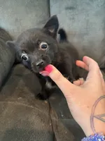 Shadow, a female Pomeranian for sale in Chehalis, WA – 2 of 2