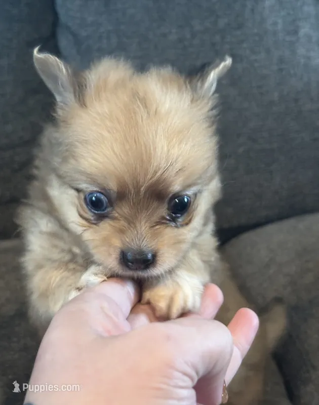 Koda – Chihuahua, Pomeranian puppy for sale in Chehalis, WA
