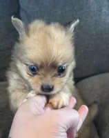 Koda, a male Chihuahua and Pomeranian for sale in Chehalis, WA – 1 of 4