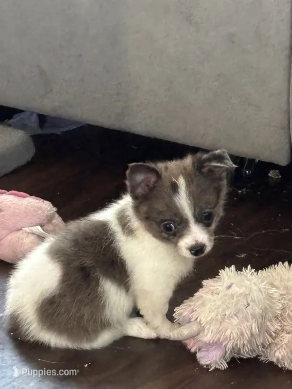 Sinbad – Pomeranian puppy for sale in Chehalis, WA