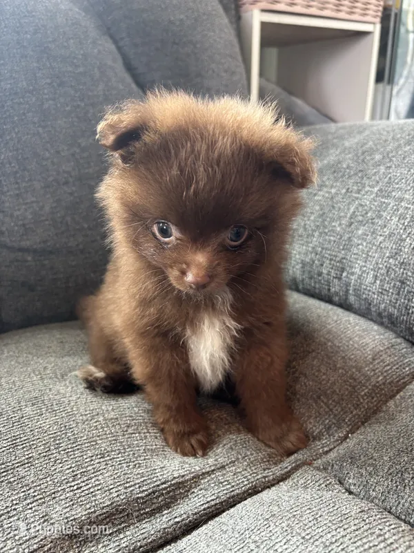 Baker – Pomeranian puppy for sale in Chehalis, WA