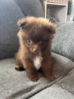 Baker, a male Pomeranian for sale in Chehalis, WA – 1 of 1