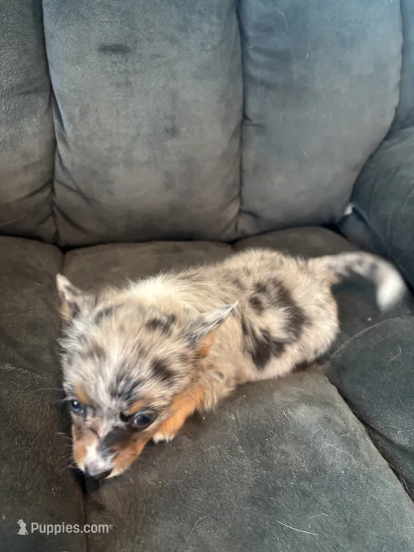 Trixie – Pomeranian puppy for sale in Chehalis, WA