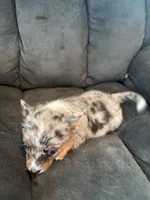 Trixie, a female Pomeranian for sale in Chehalis, WA – 1 of 1