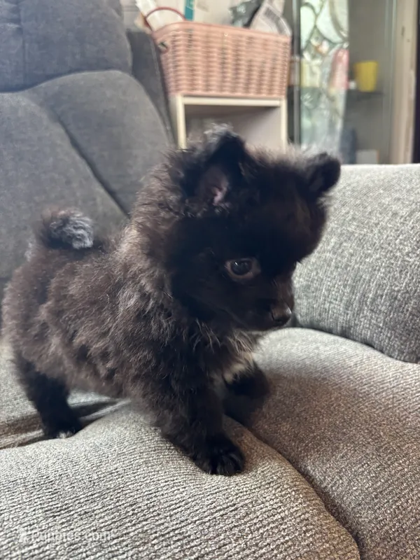 Daryl – Pomeranian puppy for sale in Chehalis, WA