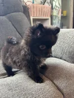 Daryl, a male Pomeranian for sale in Chehalis, WA – 1 of 2