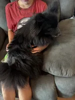 Vader, a male Pomeranian for sale in Chehalis, WA – 2 of 2