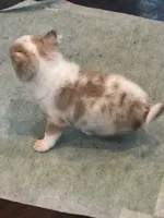 Pancake, a male Chihuahua and Pomeranian for sale in Chehalis, WA – 2 of 2