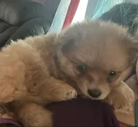 Koda, a male Chihuahua and Pomeranian for sale in Chehalis, WA – 3 of 4