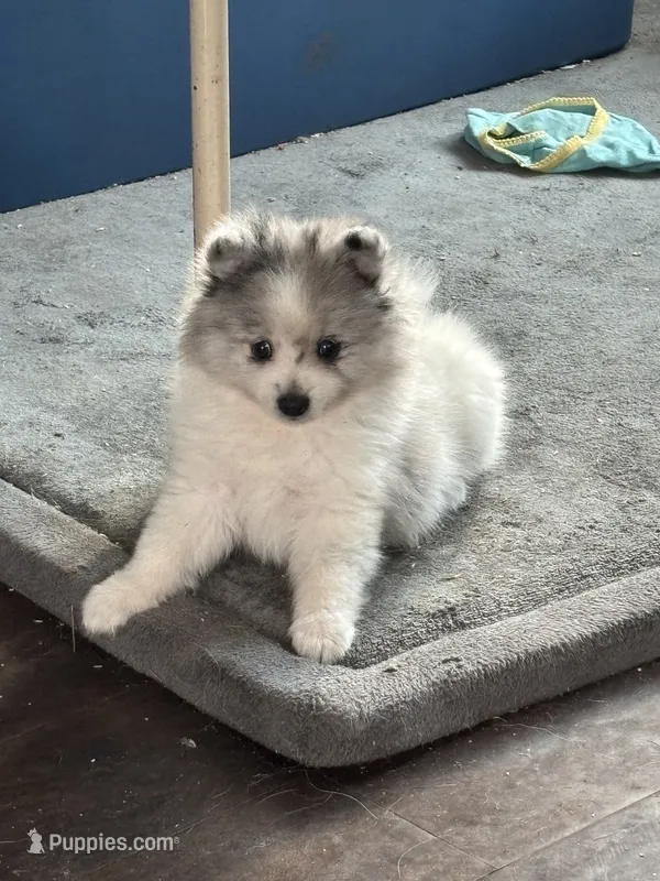 Trooper – Pomeranian puppy on hold in Chehalis, WA