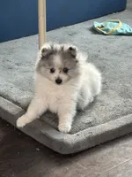 Trooper, a male Pomeranian for sale in Chehalis, WA – 1 of 3