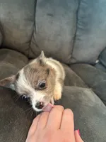 Sinbad, a male Pomeranian for sale in Chehalis, WA – 2 of 2