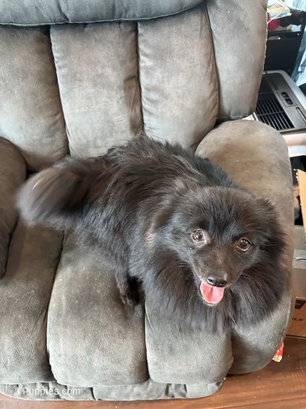 Vader – Pomeranian puppy for sale in Chehalis, WA