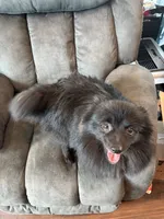 Vader, a male Pomeranian for sale in Chehalis, WA – 1 of 2