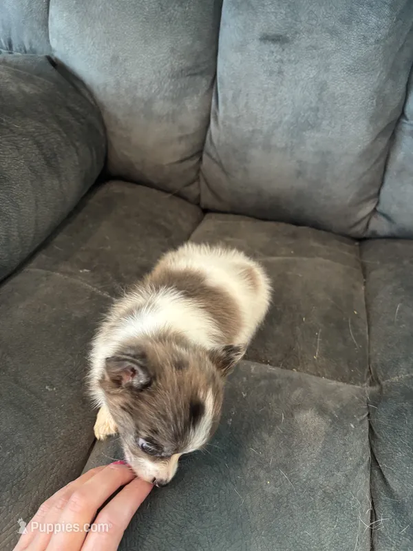 Sinbad – Pomeranian puppy for sale in Chehalis, WA