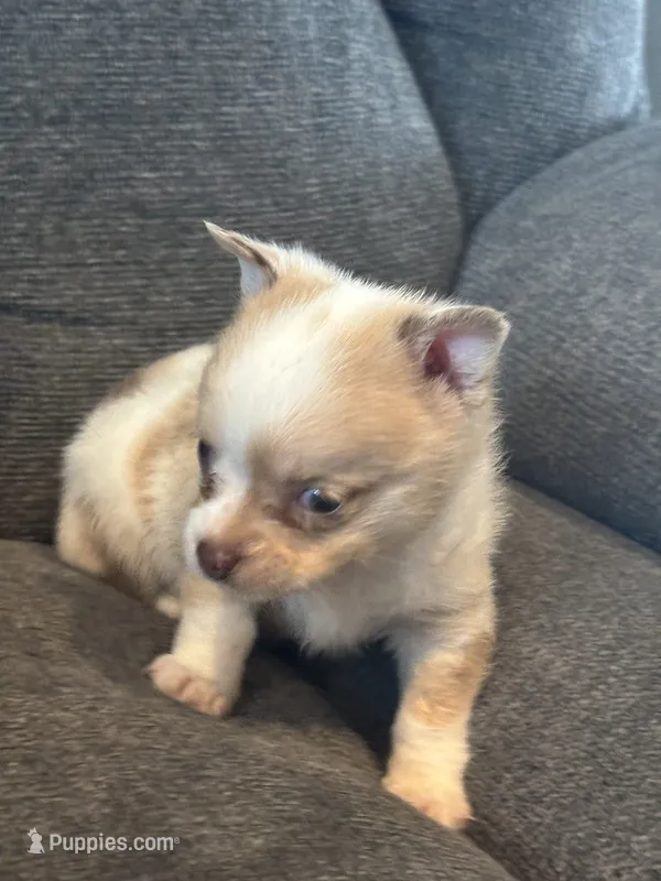 Pancake – Chihuahua, Pomeranian puppy for sale in Chehalis, WA