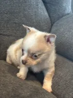 Pancake, a male Chihuahua and Pomeranian for sale in Chehalis, WA – 1 of 2