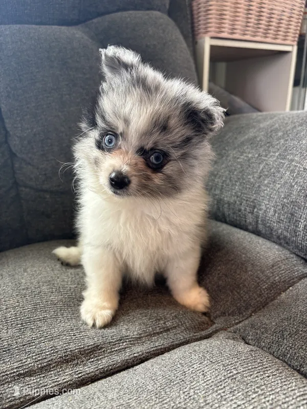 Merle – Pomeranian puppy for sale in Chehalis, WA