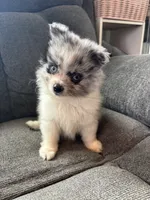 Merle, a male Pomeranian for sale in Chehalis, WA – 1 of 1