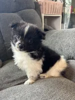 Patch , a male Pomeranian for sale in Chehalis, WA – 1 of 1