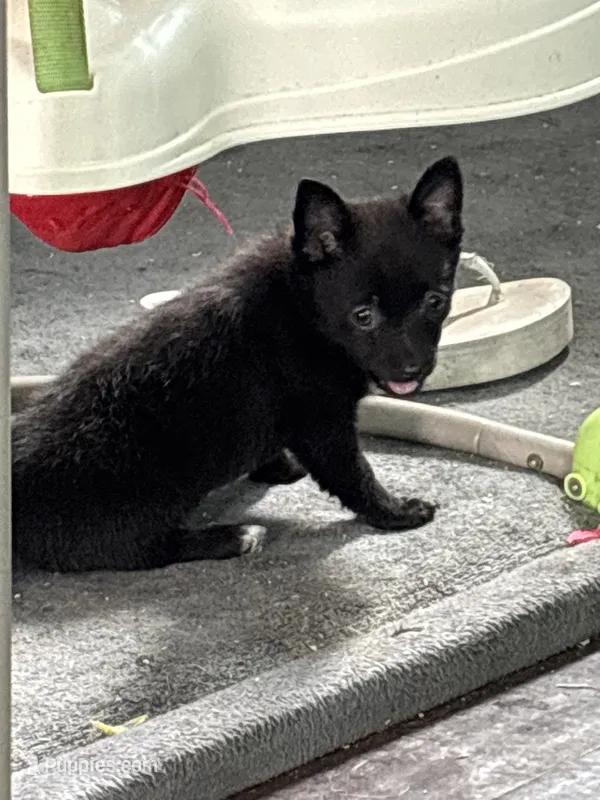 Shadow – Pomeranian puppy for sale in Chehalis, WA