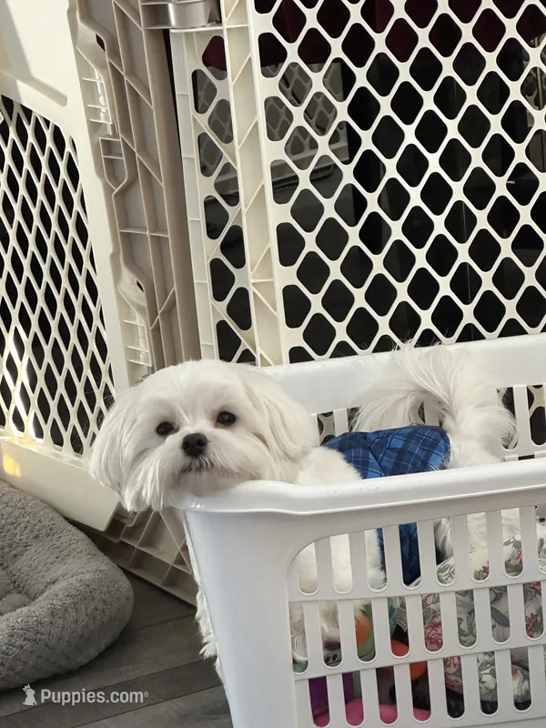 Mr. Bingley – Maltese puppy for sale in Richmond, MI