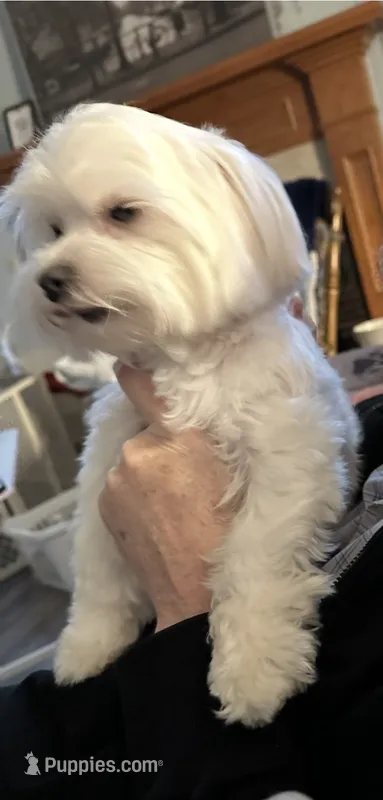 Mr. Bingley – Maltese puppy for sale in Richmond, MI