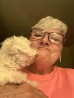 Mr. Bingley, a male Maltese for sale in Richmond, MI – 2 of 2