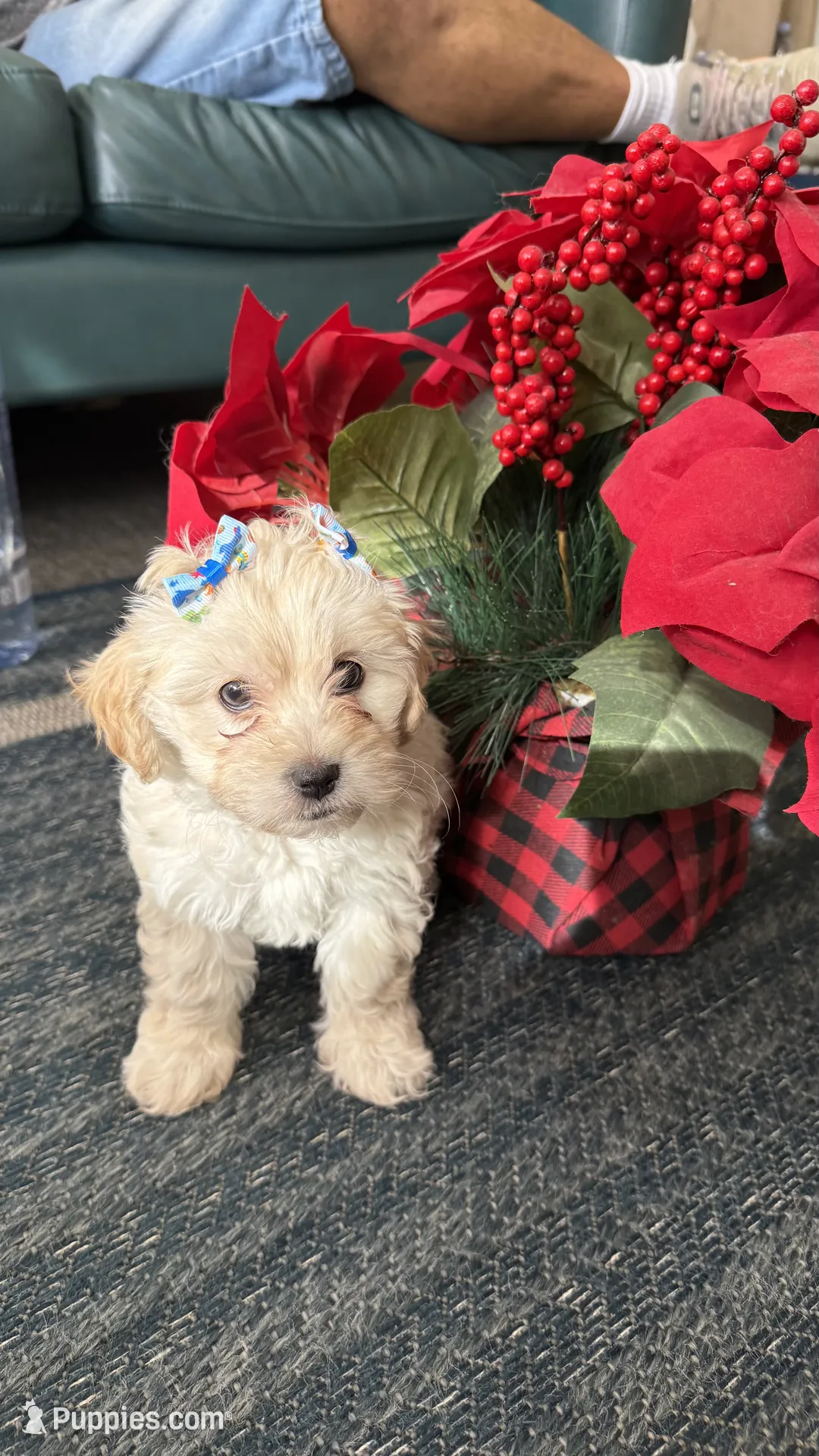 Maltipoo Puppy For Sale in Los Angeles | Puppies.com