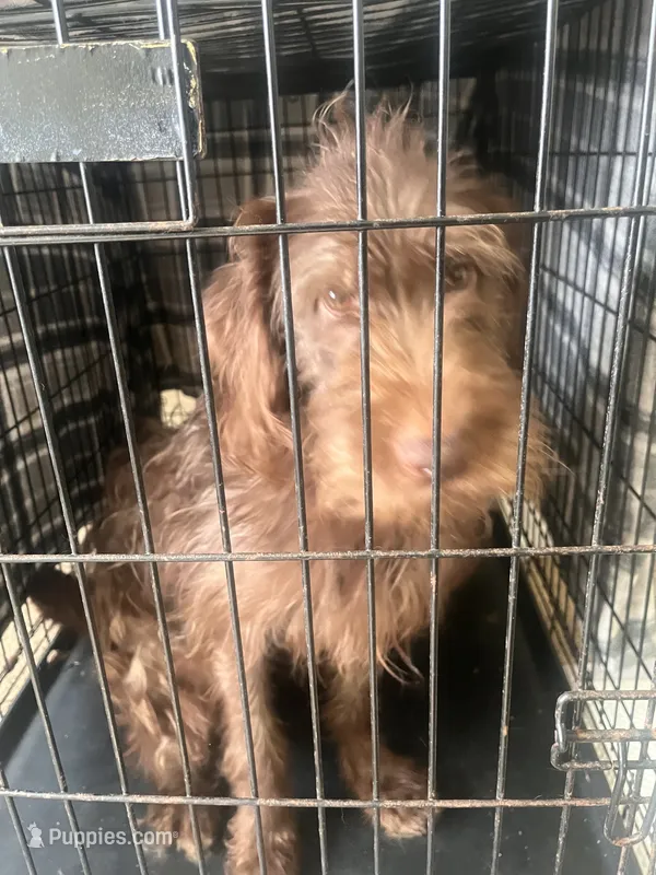 Reese – Labradoodle puppy for sale in Hampton, VA