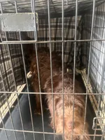 Reese, a male Labradoodle for sale in Hampton, VA – 2 of 2