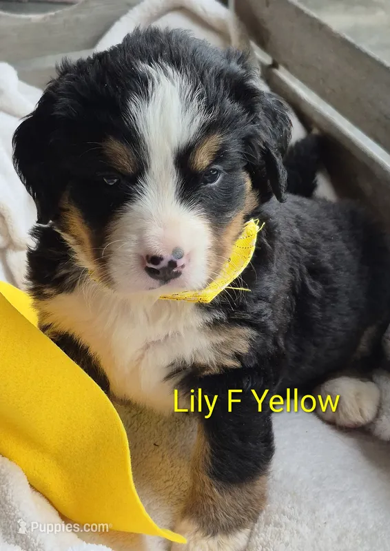 Lily – Bernese Mountain Dog puppy for sale in Exeter, MO
