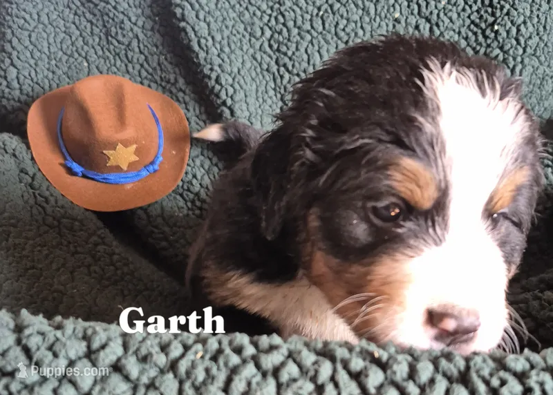 Garth – Bernese Mountain Dog puppy for sale in Exeter, MO