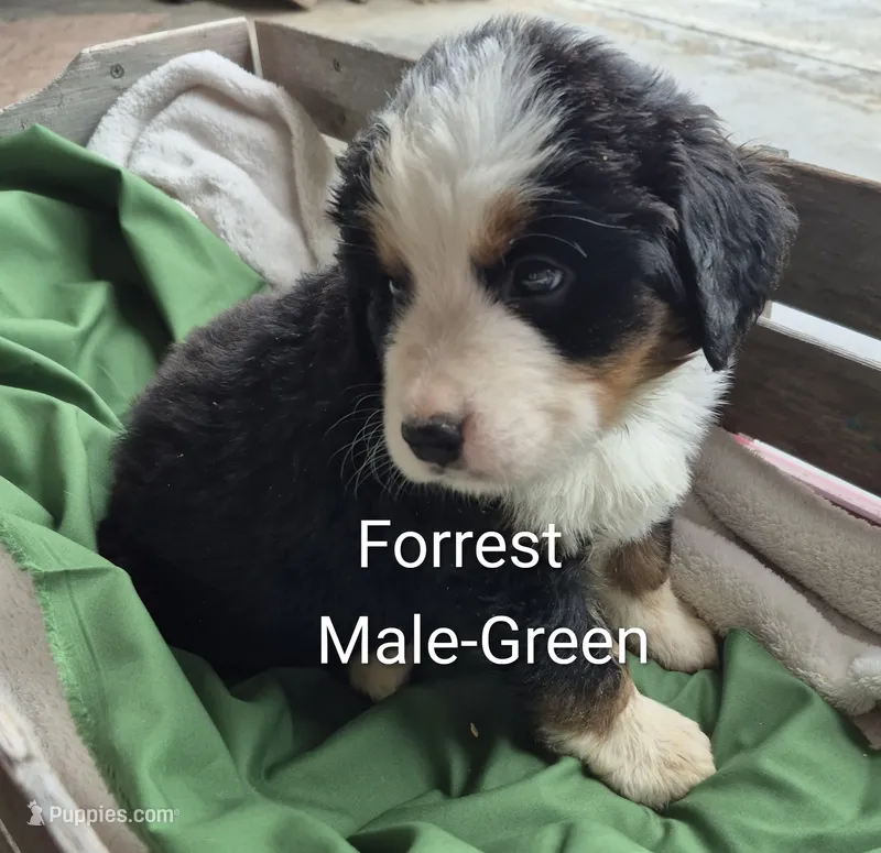 Forrest- Green collar – Bernese Mountain Dog puppy for sale in Exeter, MO