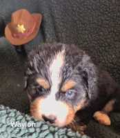 Waylon, a male Bernese Mountain Dog for sale in Exeter, MO – 1 of 3