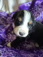 Pansy, a female Bernese Mountain Dog for sale in Exeter, MO – Photo 2 of 3