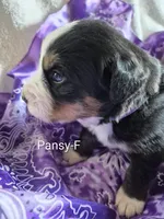 Pansy, a female Bernese Mountain Dog for sale in Exeter, MO – Photo 1 of 3