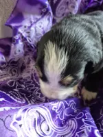 Pansy, a female Bernese Mountain Dog for sale in Exeter, MO – Photo 3 of 3
