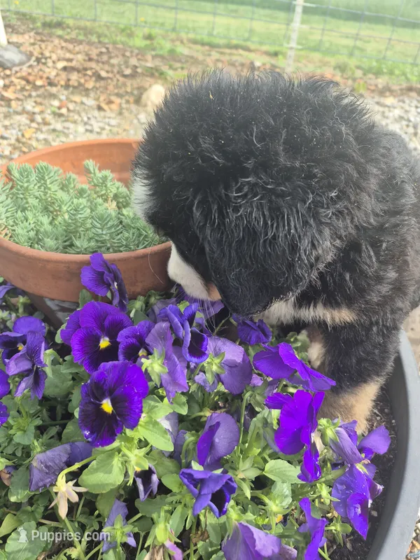 Pansy – Bernese Mountain Dog puppy for sale in Exeter, MO