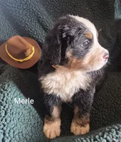 Merle, a male Bernese Mountain Dog for sale in Exeter, MO – 2 of 3