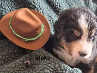 Blake, a male Bernese Mountain Dog for sale in Exeter, MO – 4 of 4
