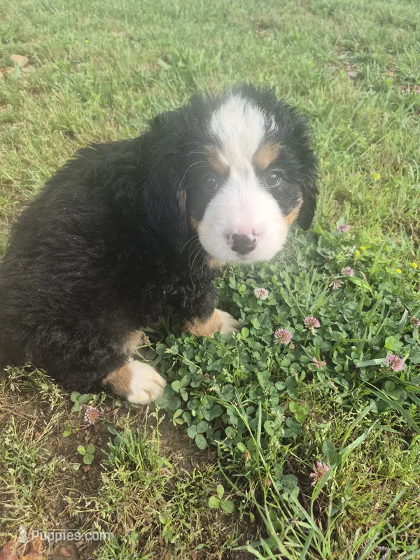 Clover – Bernese Mountain Dog puppy for sale in Exeter, MO