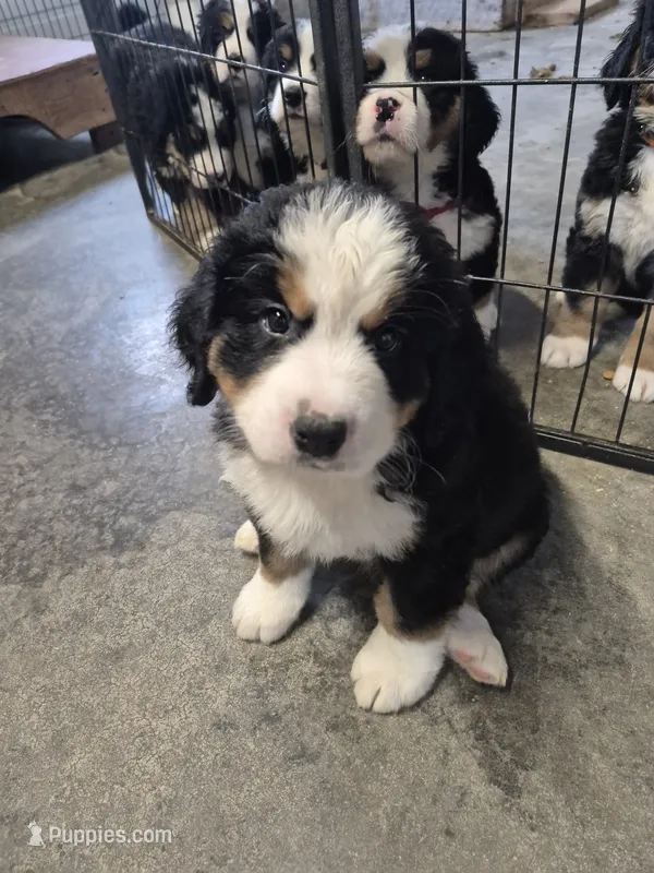 Forrest- Green collar – Bernese Mountain Dog puppy on hold in Exeter, MO