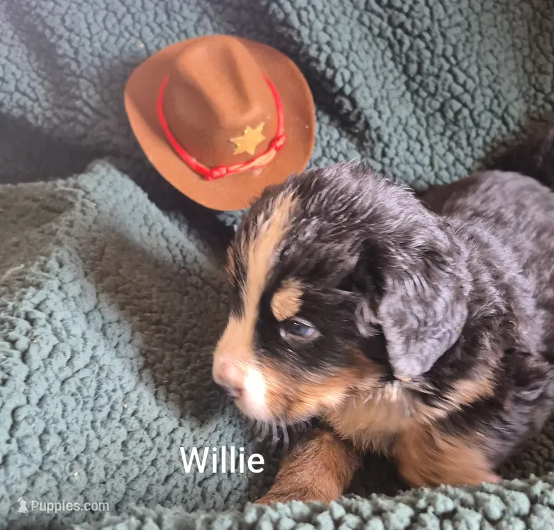 Willie – Bernese Mountain Dog puppy for sale in Exeter, MO