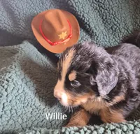 Willie, a male Bernese Mountain Dog for sale in Exeter, MO – 1 of 4