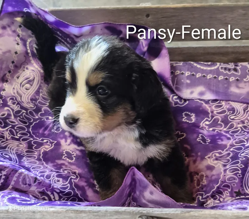 Pansy – Bernese Mountain Dog puppy for sale in Exeter, MO