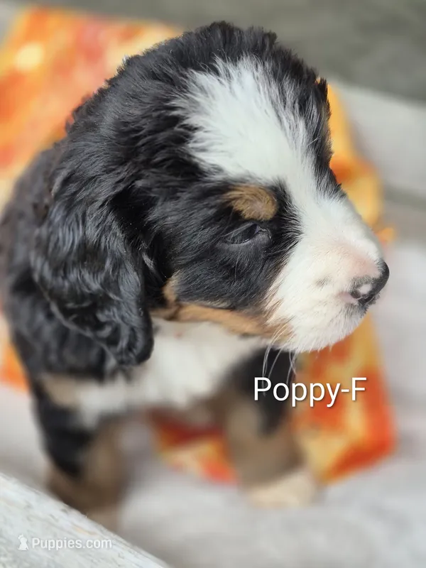 Poppy – Bernese Mountain Dog puppy for sale in Exeter, MO