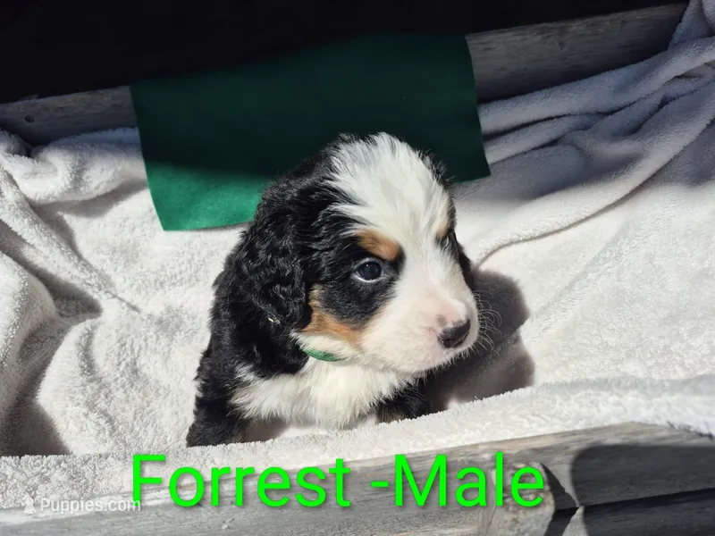 Forrest- Green collar – Bernese Mountain Dog puppy for sale in Exeter, MO